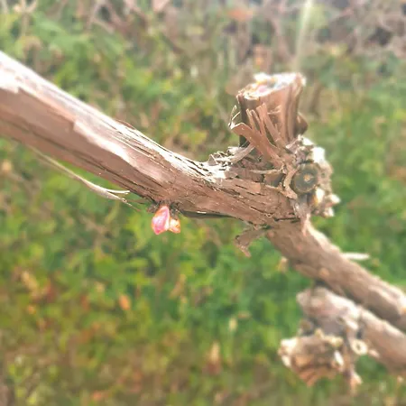 Stammhaus - Somnium Suedsteiermark *