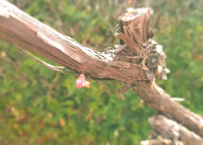 Stammhaus - Somnium Suedsteiermark *